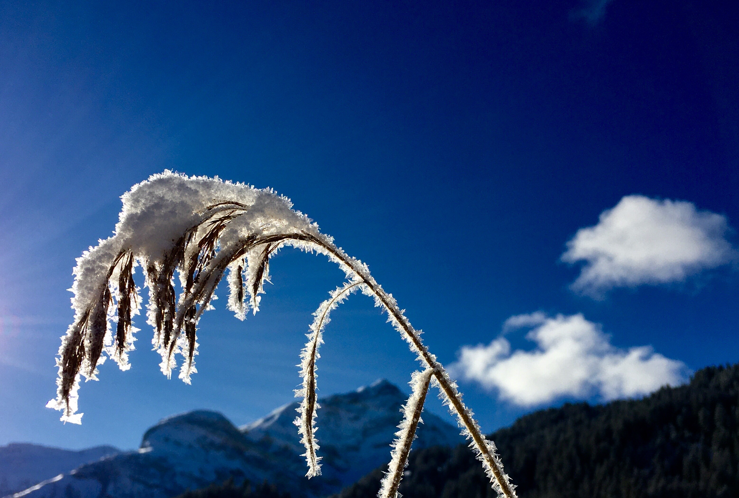 Mit Gaby unternehmen Sie eine schöne Winterwanderung vom Col du Pillon zum Lac Retaud