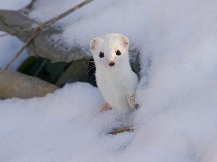 Wanderung mit Gaby der Saane entlang von Feutersoey nach Gsteig