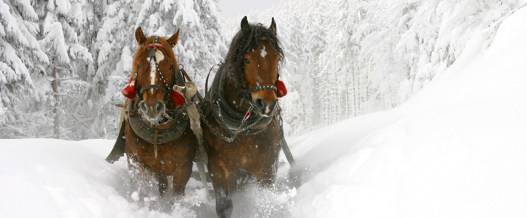 Pferdeschlittenfahrt im Gebiet Lauenen – Rohr
