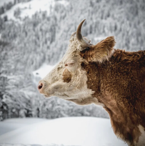 Short hike with Gaby from Schönried via Bergmatte to Saanenmöser